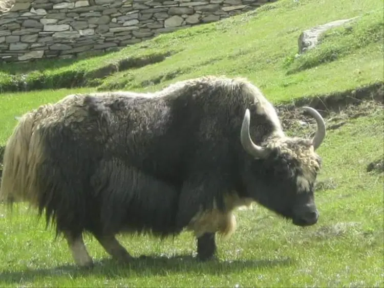 भटोसे जाचुरे फोटो