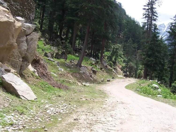 हाड़ि जंगली बुच बत