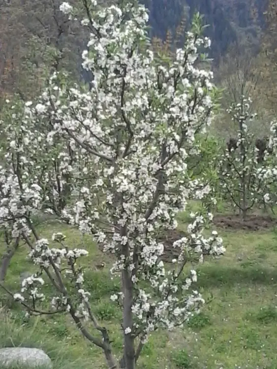 बस्ते टेम  फुलो बुटि के फोटो