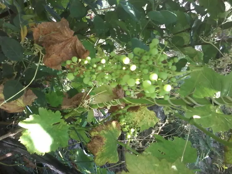 देछि के फोटो