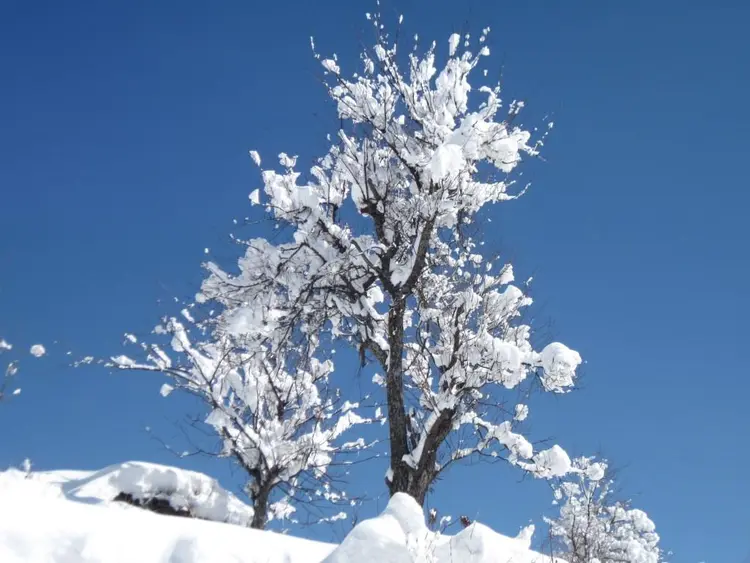 हियुते टेम बुटे बठ ड़ागे फोटो