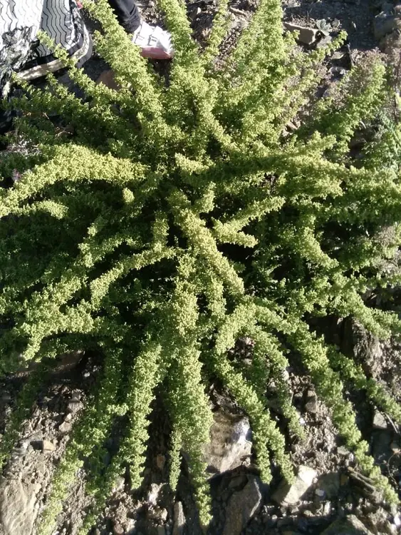 बरशाणे टेमी घासे फोटो