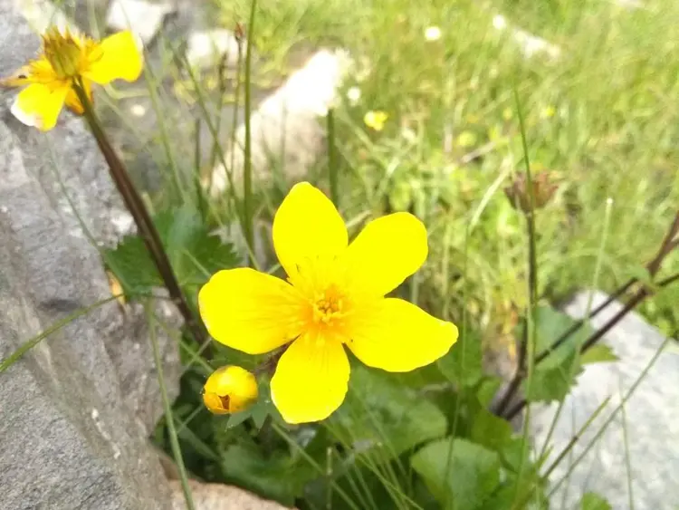 अब्बल अब्बल फियुणु के फोटो